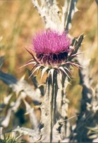 AMEN 40 - p29 - Distel