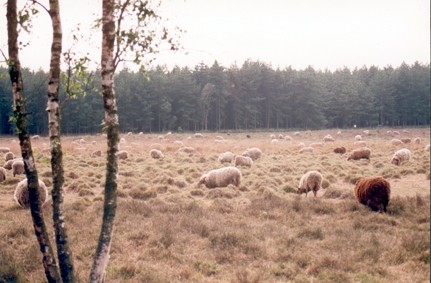 AMEN 40 - p35 - Schapen op de hei