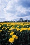 Weide met gele bloemen - AMEN 48