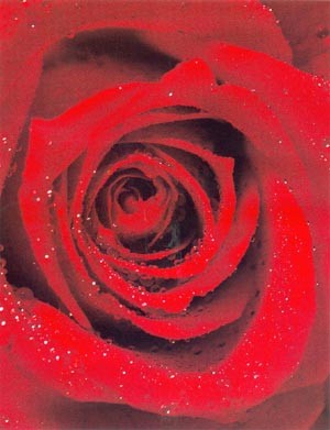 AMEN 44 - roos(1) - 300 x 391